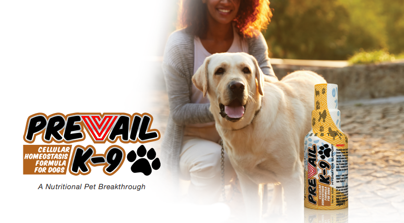 Header K9